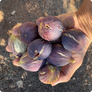 figues