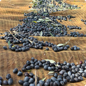 olives au sol
