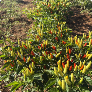 piments sur pied