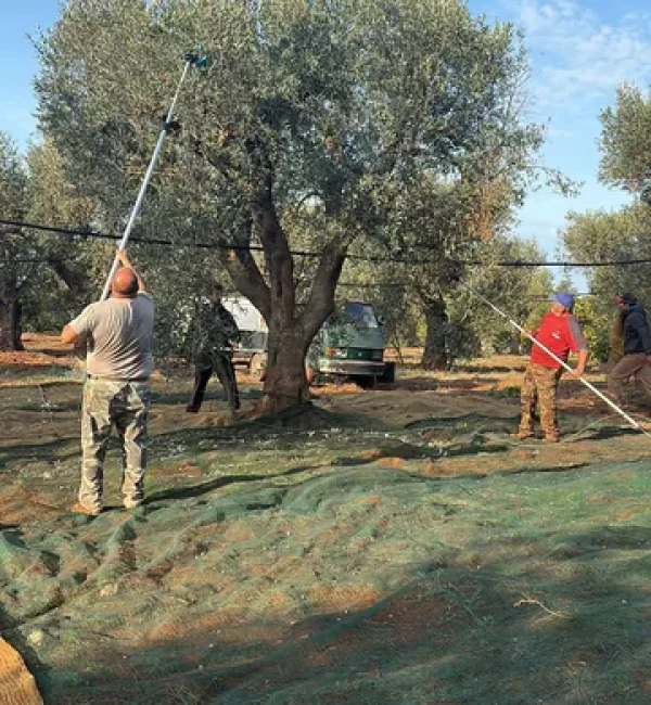 campo-lisio-contadini-recolte-olives