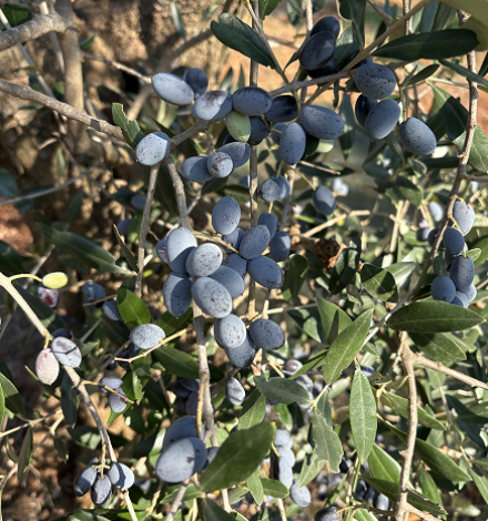 nos-olives